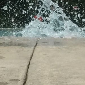 Meet your Posher, Lily